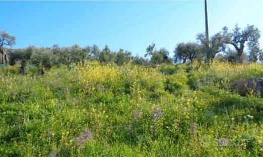 Terreno con uliveto e 2 ruderi vista mare - Vista 3