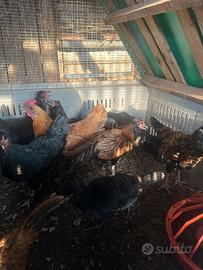Galline con pollastri