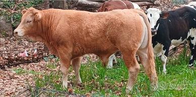 Torello limousine