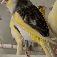 Canarini novelli 2025