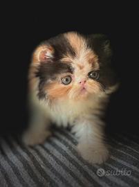 Animali