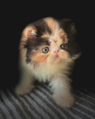 Animali