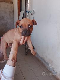 Cuccioli di Pitbull puri