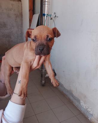 Cuccioli di Pitbull puri