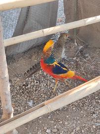 Coppia fagiani dorati