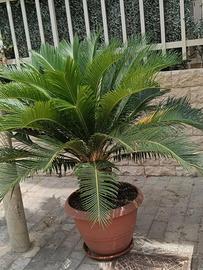 Cycas