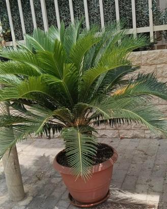 Cycas
