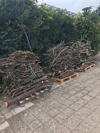 Legna di pino da ardere