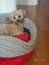 A.A.A. Fidanzata Maltipoo
