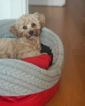A.A.A. Fidanzata Maltipoo