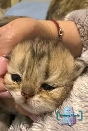 Cucciolo persiano chinchilla golden