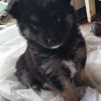 Cucciola femmina taglia piccola