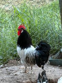 Gallo lakenvelder