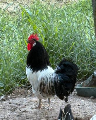 Gallo lakenvelder