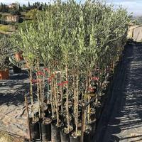 Piante di ulivo e agrumi