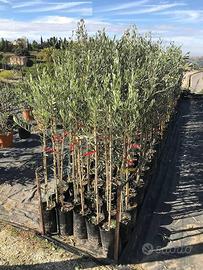 Piante di ulivo e agrumi