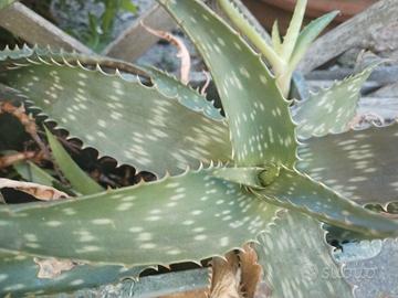 Aloe vera