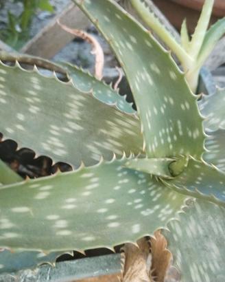 Aloe vera
