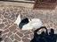 Immagine 2
