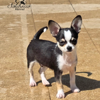 Cucciolo di Chihuahua con pedigree