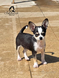 Cucciolo di Chihuahua con pedigree
