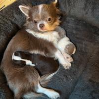 Cuccioli di chihuahua