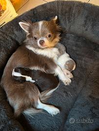 Cuccioli di chihuahua