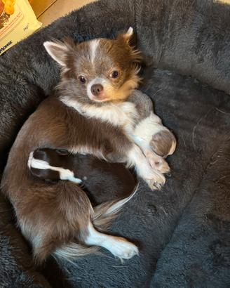 Cuccioli di chihuahua
