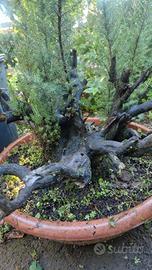 pre bonsai di erica 