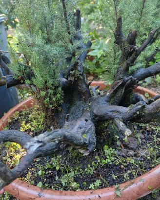 pre bonsai di erica 