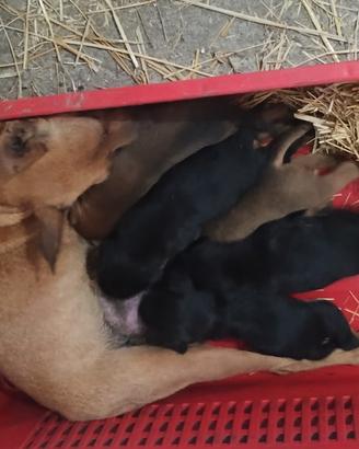 Cuccioli di pincher