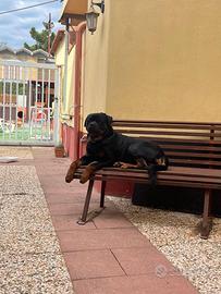 Animali