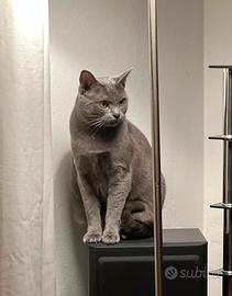 Gatto certosino