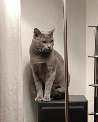 Gatto certosino