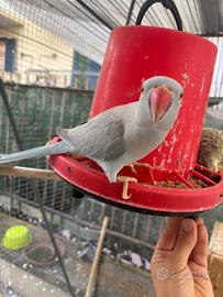 Parrocchetto femmina