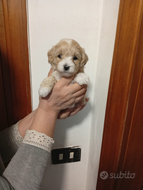 Maltipoo Mini Toy