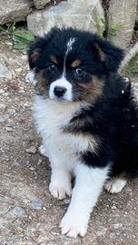 Cuccioli australian shepherd x l estate