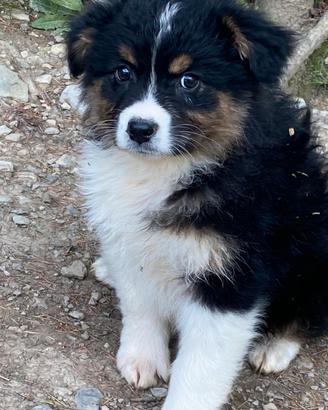 Cuccioli australian shepherd x l estate