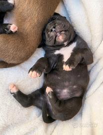Cuccioli di American Pitbull ukc