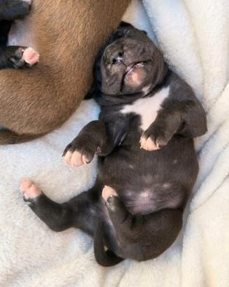 Cuccioli di American Pitbull ukc
