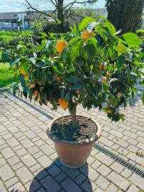 Albero di limoni