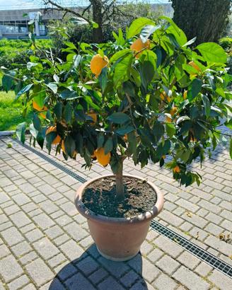 Albero di limoni