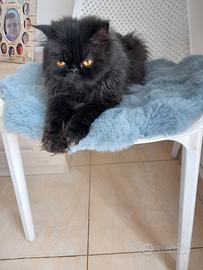 gatti persiani 