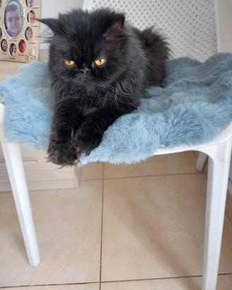 gatti persiani 