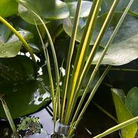 Pianta acquatica Acorus gramineus Variegatus