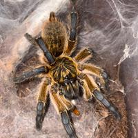 Harpactira pulchripes sling