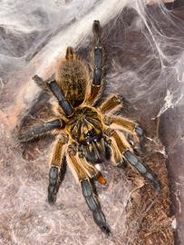 Harpactira pulchripes sling