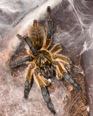 Harpactira pulchripes sling
