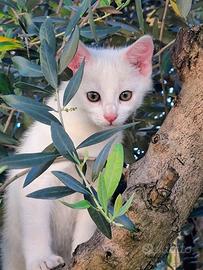 Gatti gattini bianchi