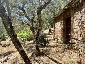 TER. AGRICOLO A SORIANO NEL CIMINO